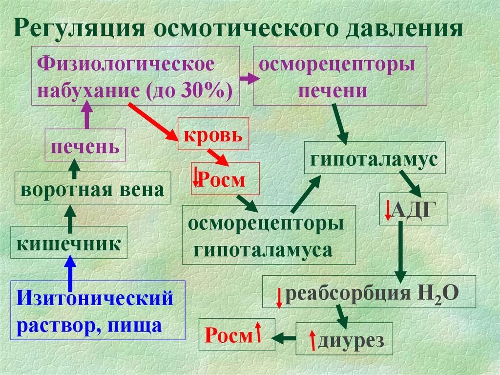 Регуляции и согласование физиологических. Схема регуляции осмотического давления. регуляция осмотического давления крови. регуляция постоянства осмотического давления крови. механизм регуляции осмотического давления.