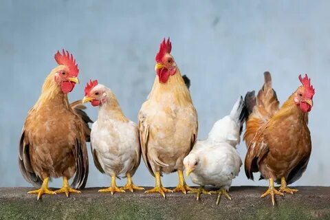 Chicken animals