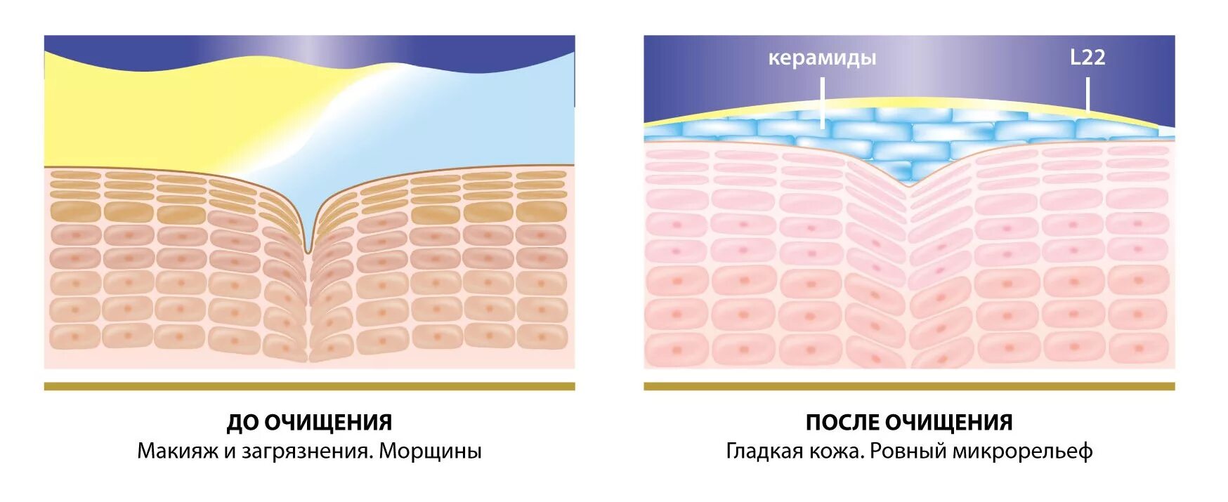 Гидролипидная мантия кожи. Образование водно липидной мантии кожи. Липидный барьер кожи. Гидролипидная пленка кожи это. Лучшие липидные маски