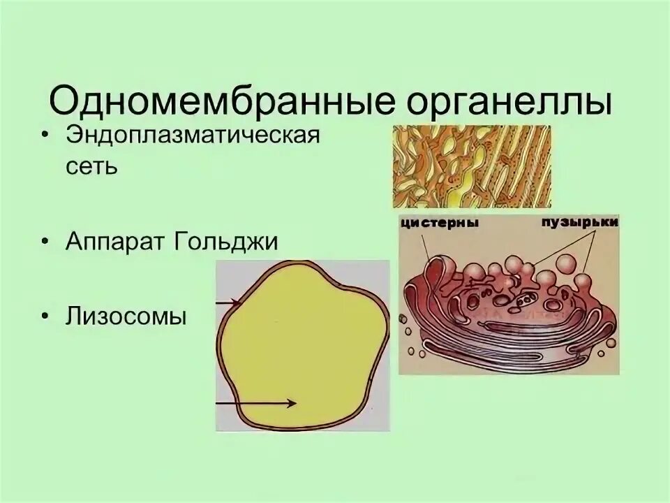 Одномембранные органоиды рисунок. Одномембранные органеллы клетки. Одномембранный клеточный органоид. Одномембранные органоиды животной клетки.