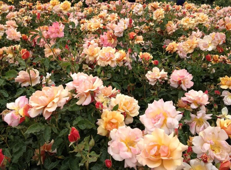 бридж оф. бридж оф.