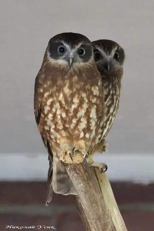 Северная пятнистая неясыть. Уши совы фото. Настоящие совы. Уши совы. Сова в зоопарке.