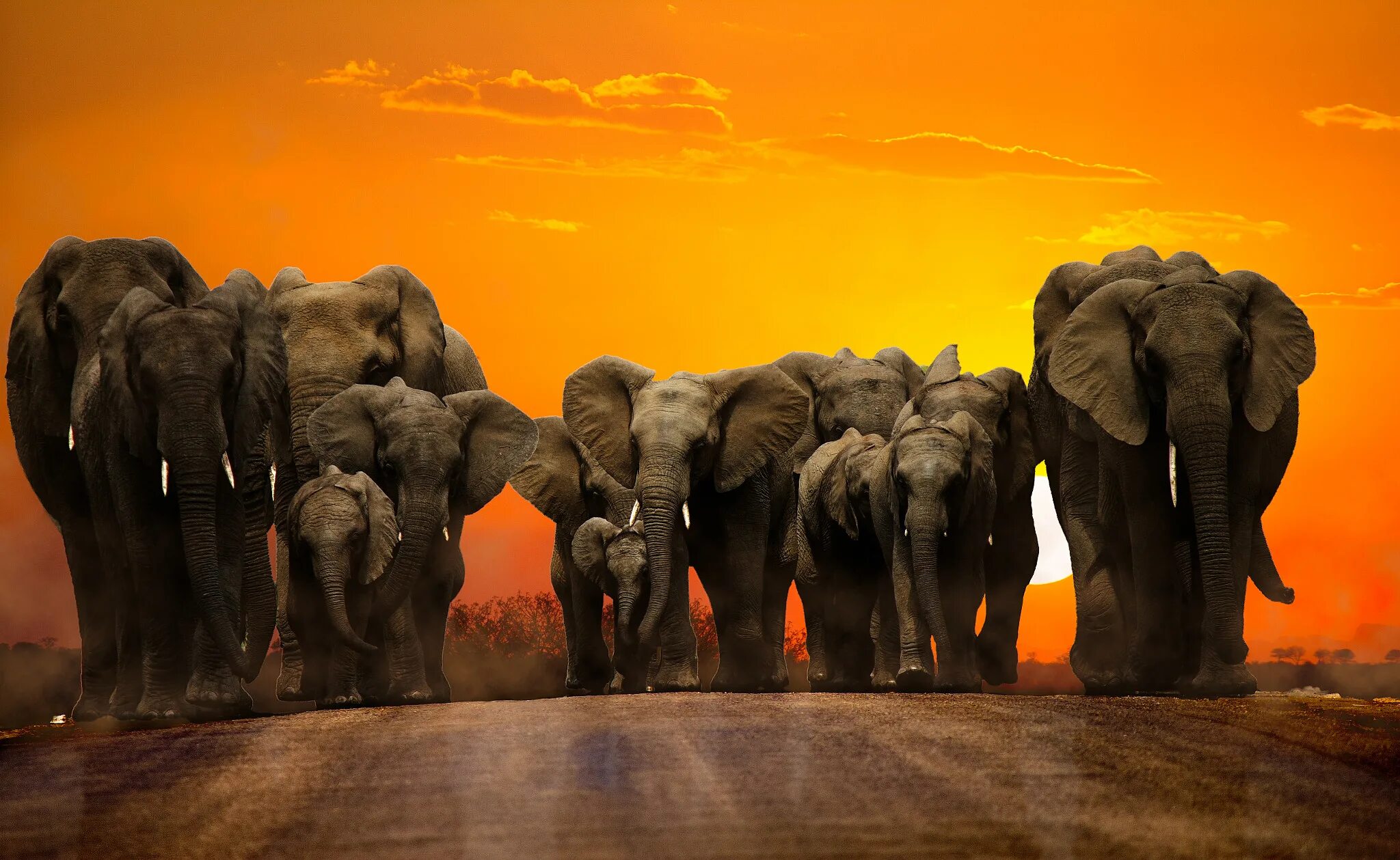 Слоны. Красивые слоны. Картинки на рабочий стол слоны. Слоны в высоком качестве. Elephants time