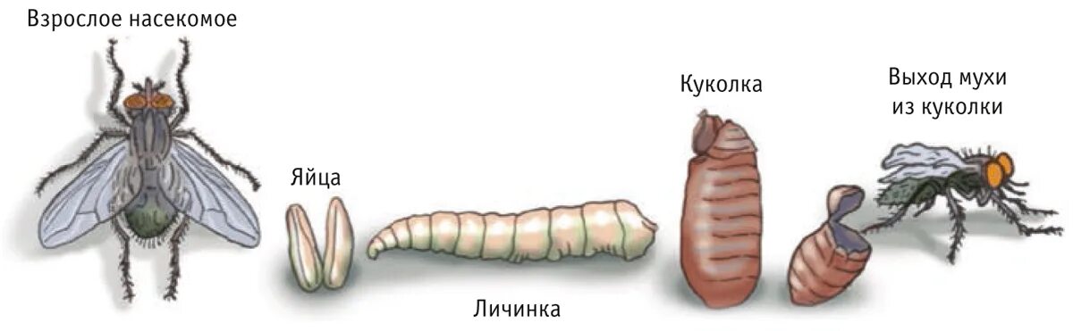 Цикл развития двукрылых насекомых. Схема жизненного цикла развития мухи. Цикл развития комнатной мухи. Личинки двукрылых цикл развития.