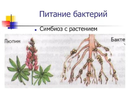 Симбиоз бактерий примеры
