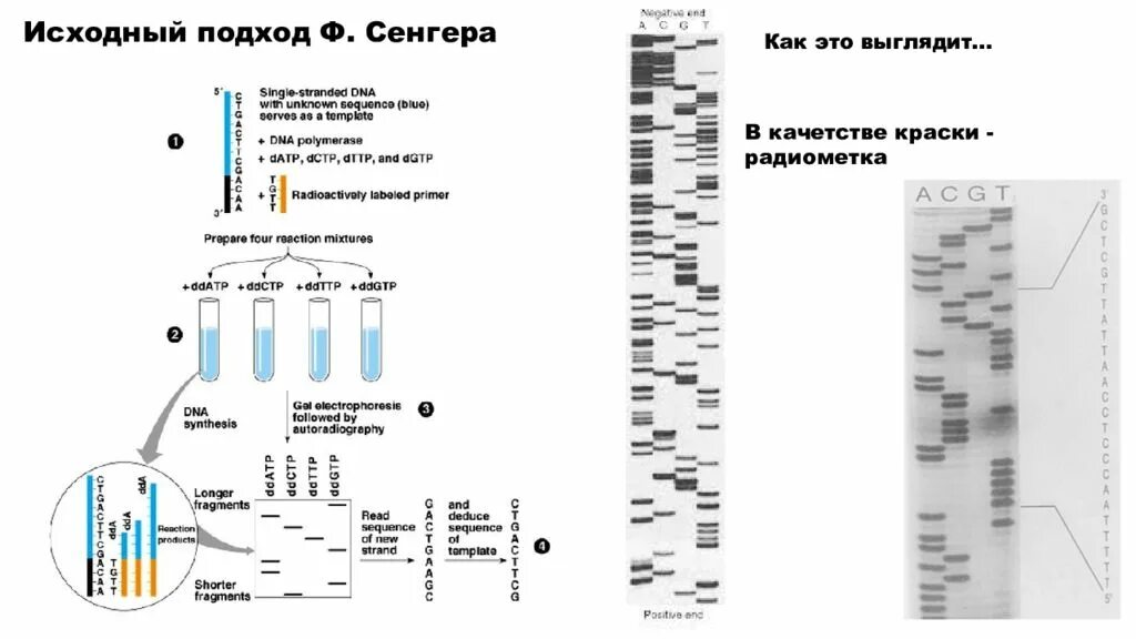 Полногеномное секвенирование что это. Полногеномное секвенирование что это