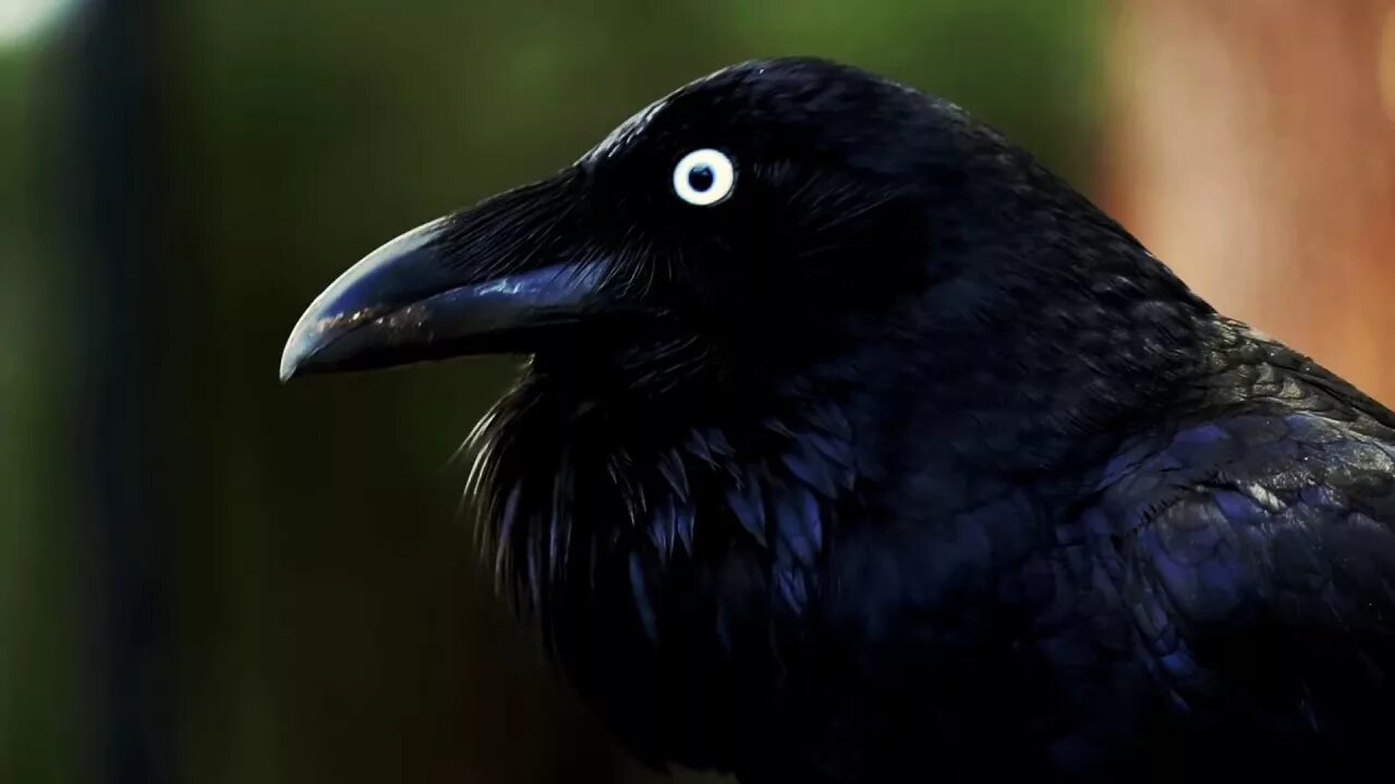 Птица с черным глазом. Corvus coronoides. Австралийский ворон. Отряд врановые. Врановые Австралия.