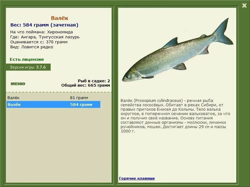 Какая рыба в енисее. Обыкновенный таймень. Какая рыба в енисее. Река енисей рыбалка таймень. Рыба которая водится в енисее.