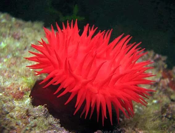 What Is Marine Life - Release Date Price Reviews