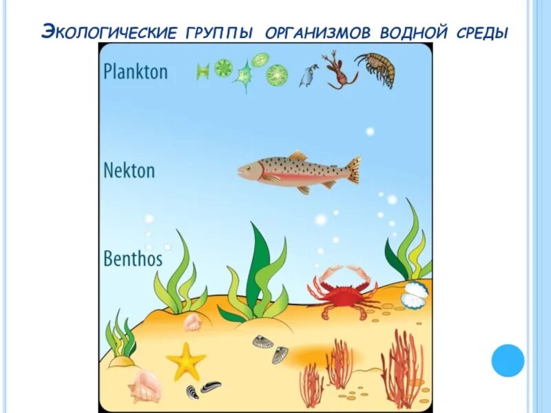 Бентос Планкитон Пентон. Планктон Нектон бентос водной среде обитания. Нейстон планктон Бентом. Планктон Нектон и ментос.