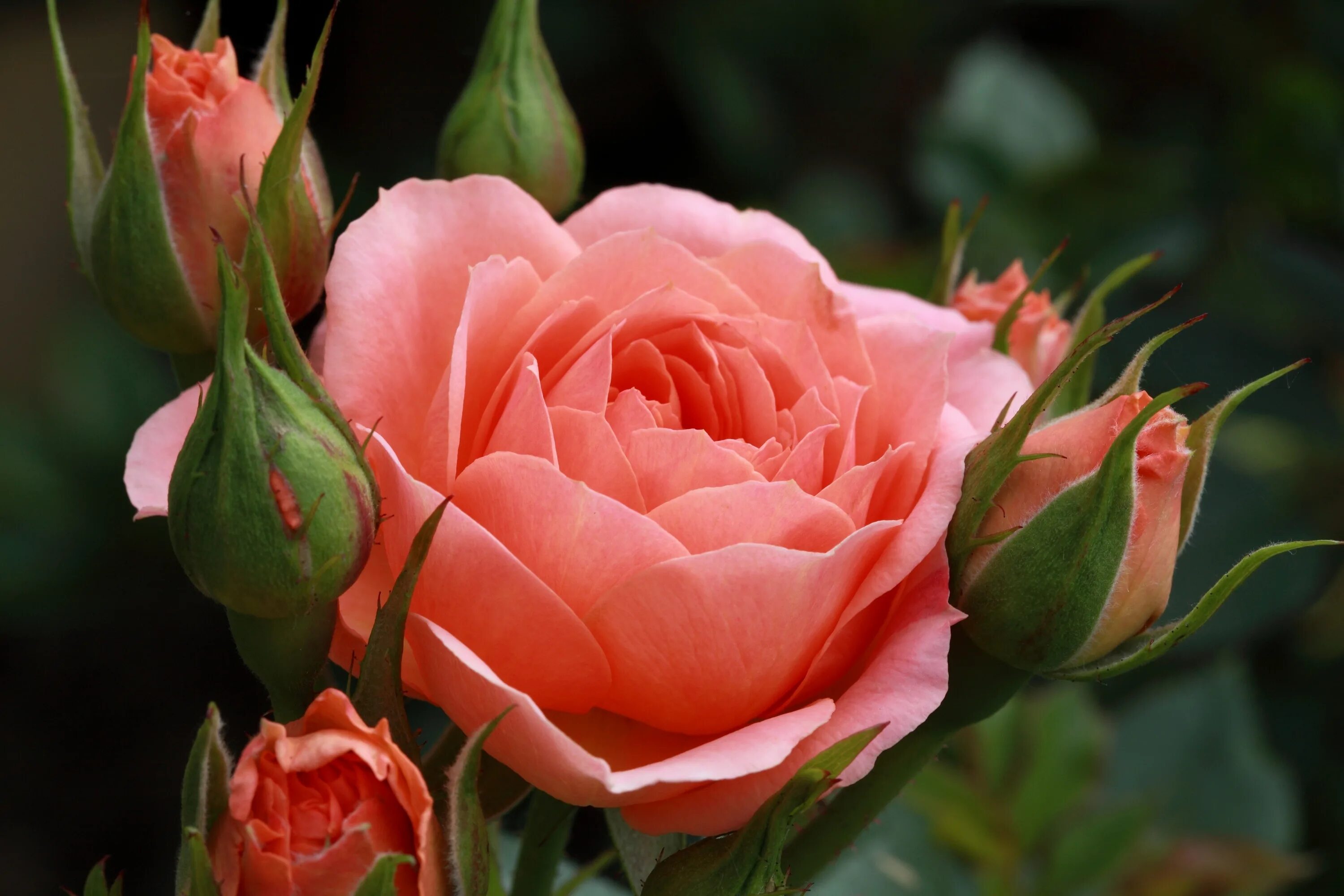 Роза каоликазали. Роза Корвет. Роза чайно-гибридная тройка. Роза Айопенер.