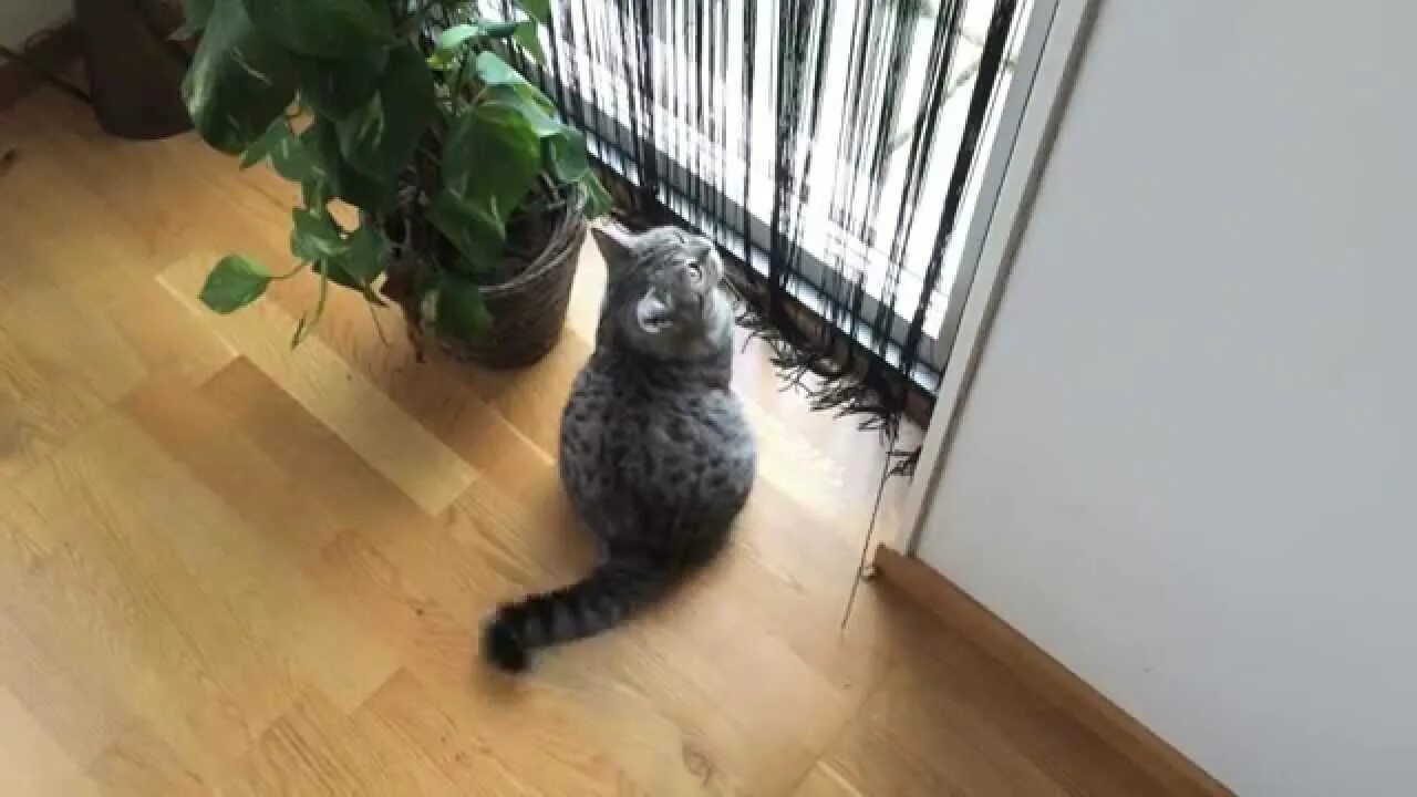 Почему кошка трясется