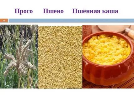 Чем отличается пшеничная