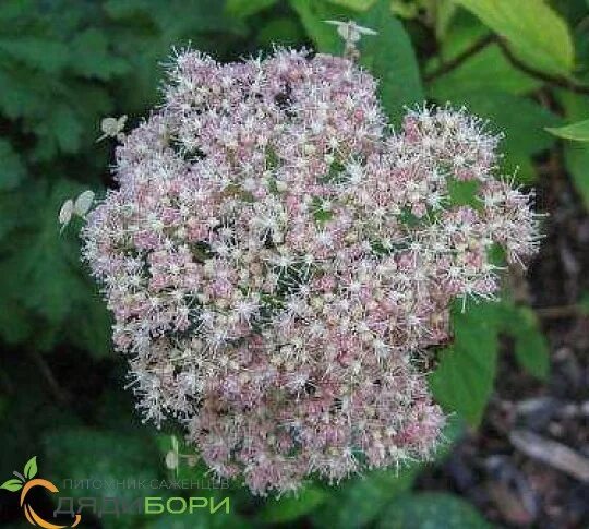 Pink pincushion гортензия фото и описание Invincibelle Mini Mauvette ® Smooth Hydrangea (Arborescens) Smooth hydrangea, Hy