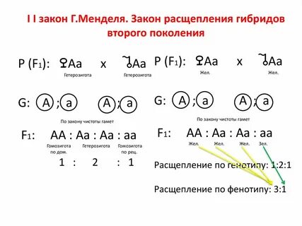 Закон фенотипа