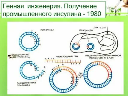 Биотехнология инсулина