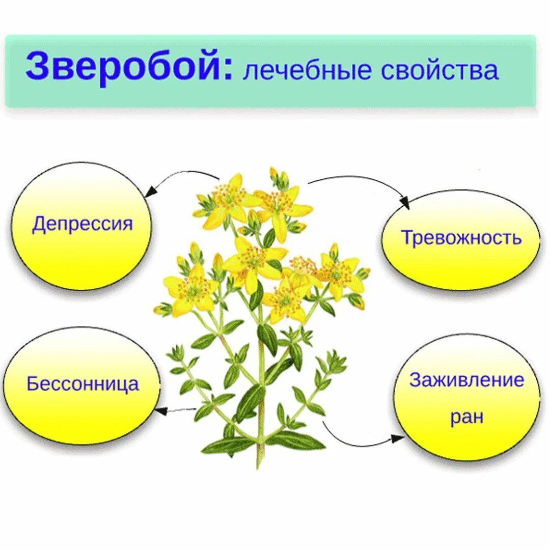 Зверобой продырявленный систематика. Чем полезен зверобой. Зверобой целебные свойства растения. Чем полезен зверобой. Зверобой описание растения.