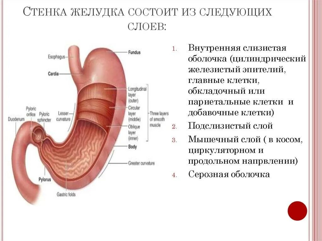 Внешнее и внутреннее строение желудка