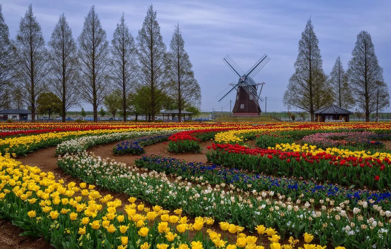 Цветочная голландия