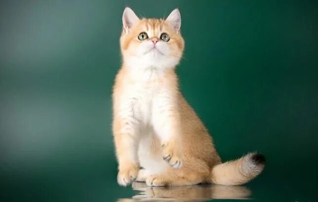 Рыжие котята - 6383 фото 76с. Sunny Cat