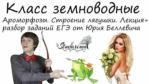 Студариум общество