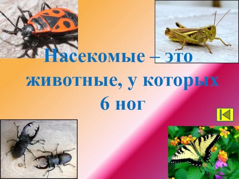Насекомые это животные у которых. Насекомые это животные у которых 6 ног. животное у которого 6 ног. у кого 6 ног. животные у кого 6 ног это.