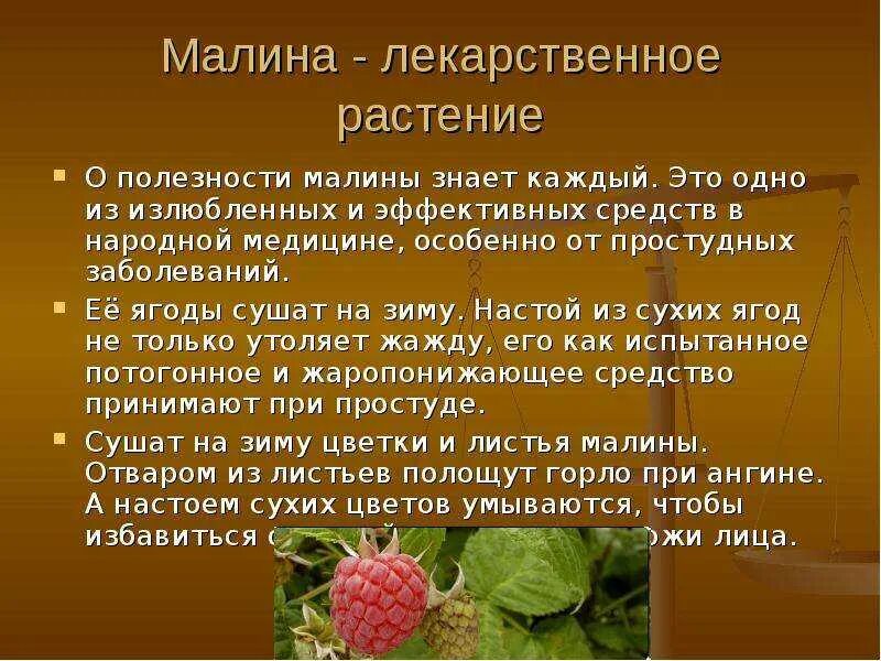 Малина листья лечебные