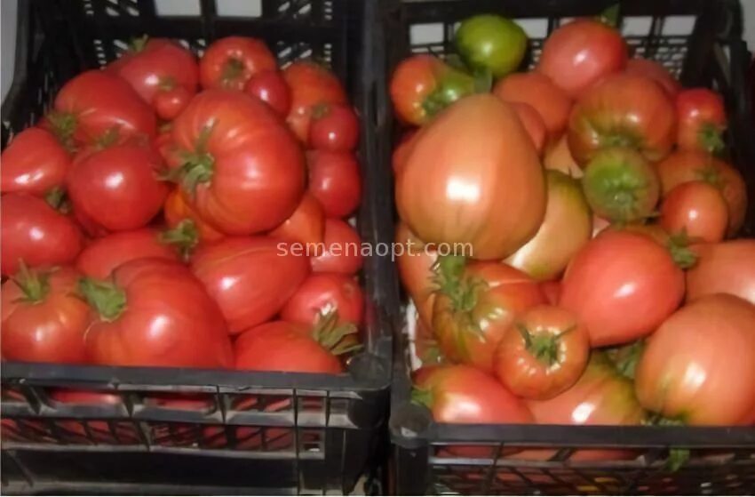 кардинал мазарини томат (золотая сотка алтая). томаты кардинал урожайность. семена томата кардинал. кардинал малиновый томат. семена томата кардинал.