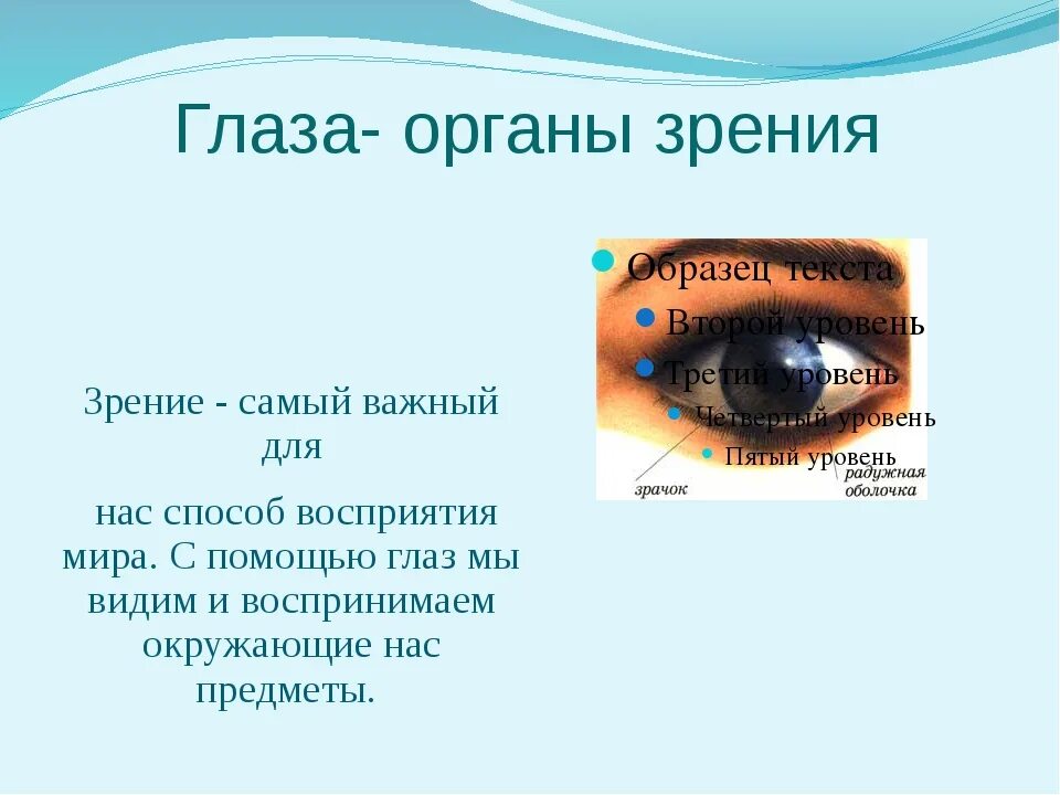 Органы чувств глаза. Сообщение о органе зрения. Органы чувств человека зрение. Органы чувств человека глаза орган зрения. За зрачком в органе зрения человека находится