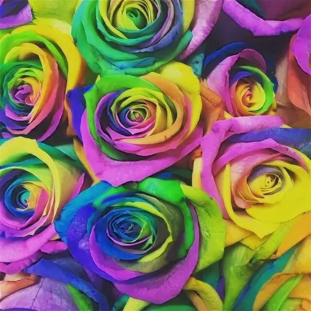 Max roses. Rose max. Max roses. Max roses. Уильям бивэн.