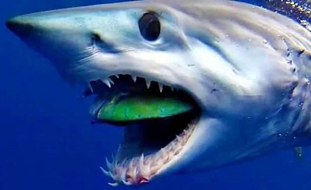 Опасна ли акула мако. Акула мако. Акула мако Шарк. Серо голубая акула мако. Самая большая акула мако.