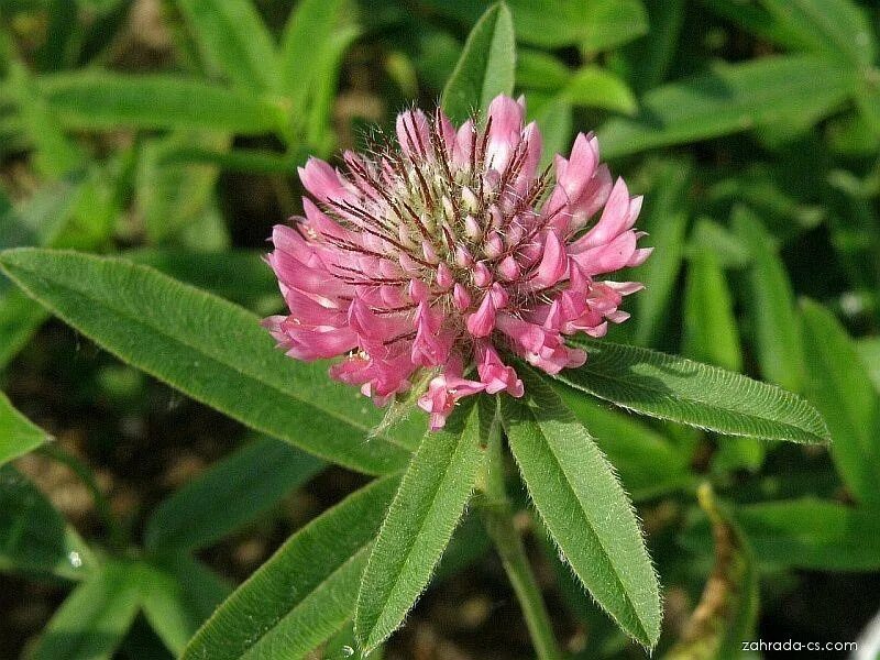 клевер виды. клевер однолетний. клевер белый ползучий. клевер лекарственный. клевер ползучий розовый.