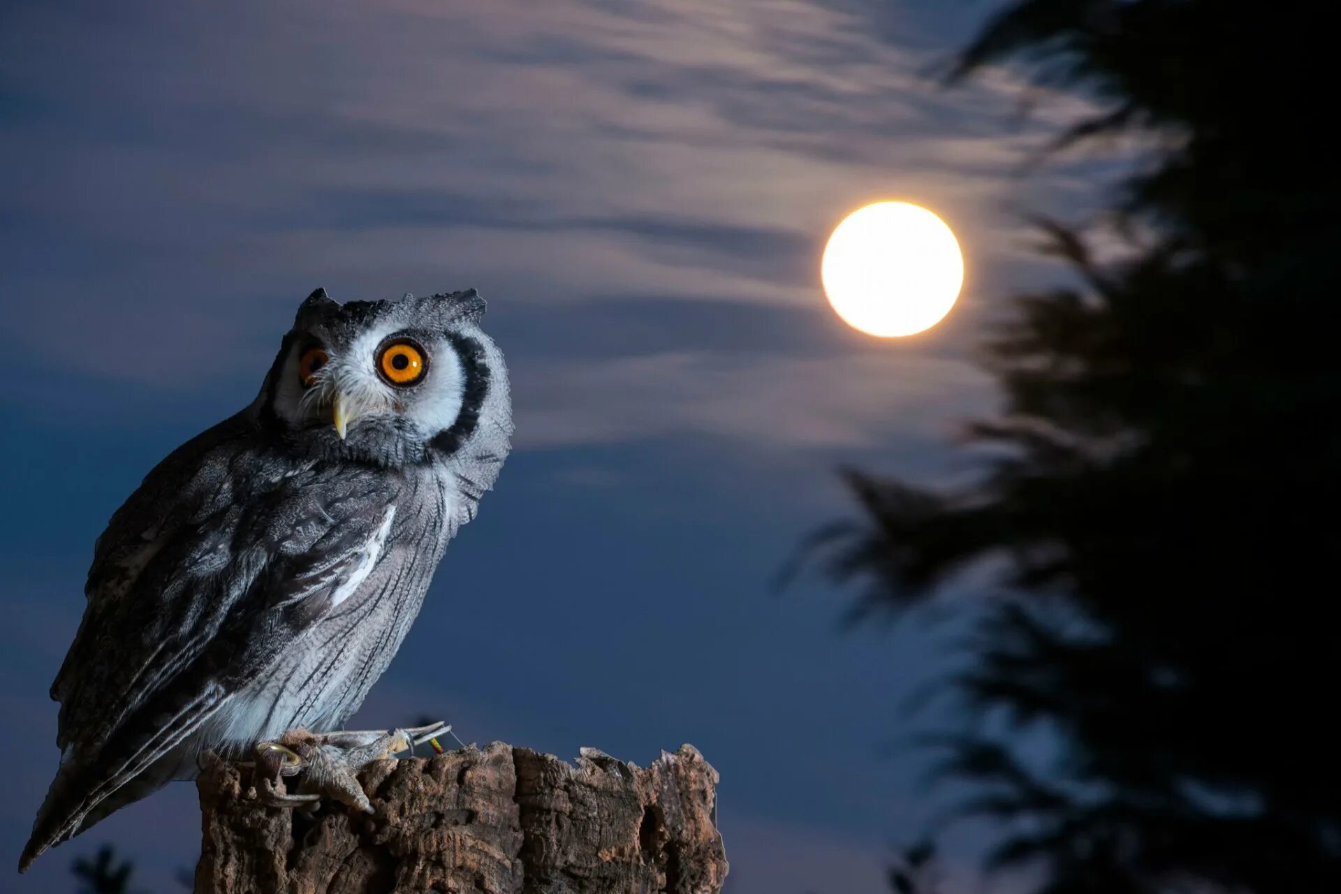 Ночные совы и летнее небо читать. Найт Оул / ночная Сова (Night Owl). Красивая Сова. Ночные птицы. Сова птица.
