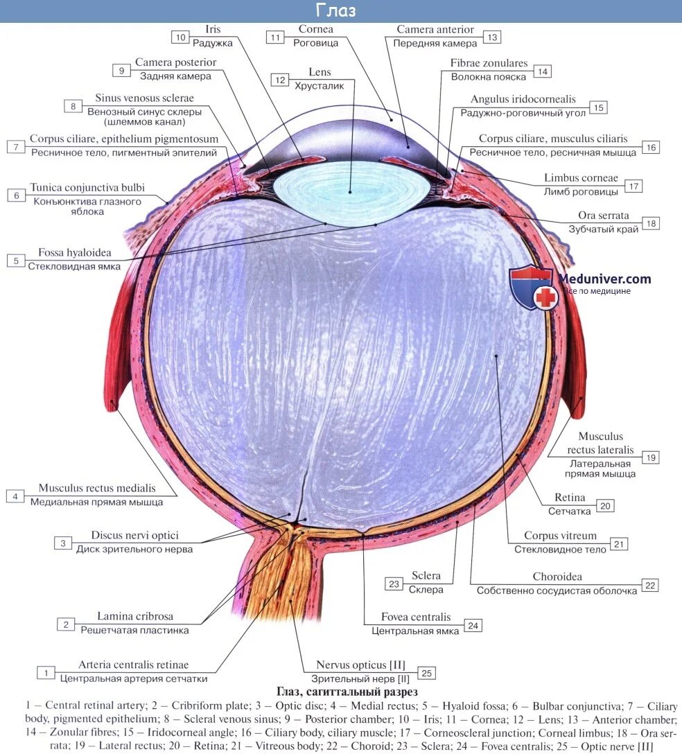 Какую функцию выполняет сосудистая оболочка глаза. Строение глазного яблока Неттер. Строение глаза анатомия латынь. Строение глаза венозный синус. Строение глаза анатомия медунивер.