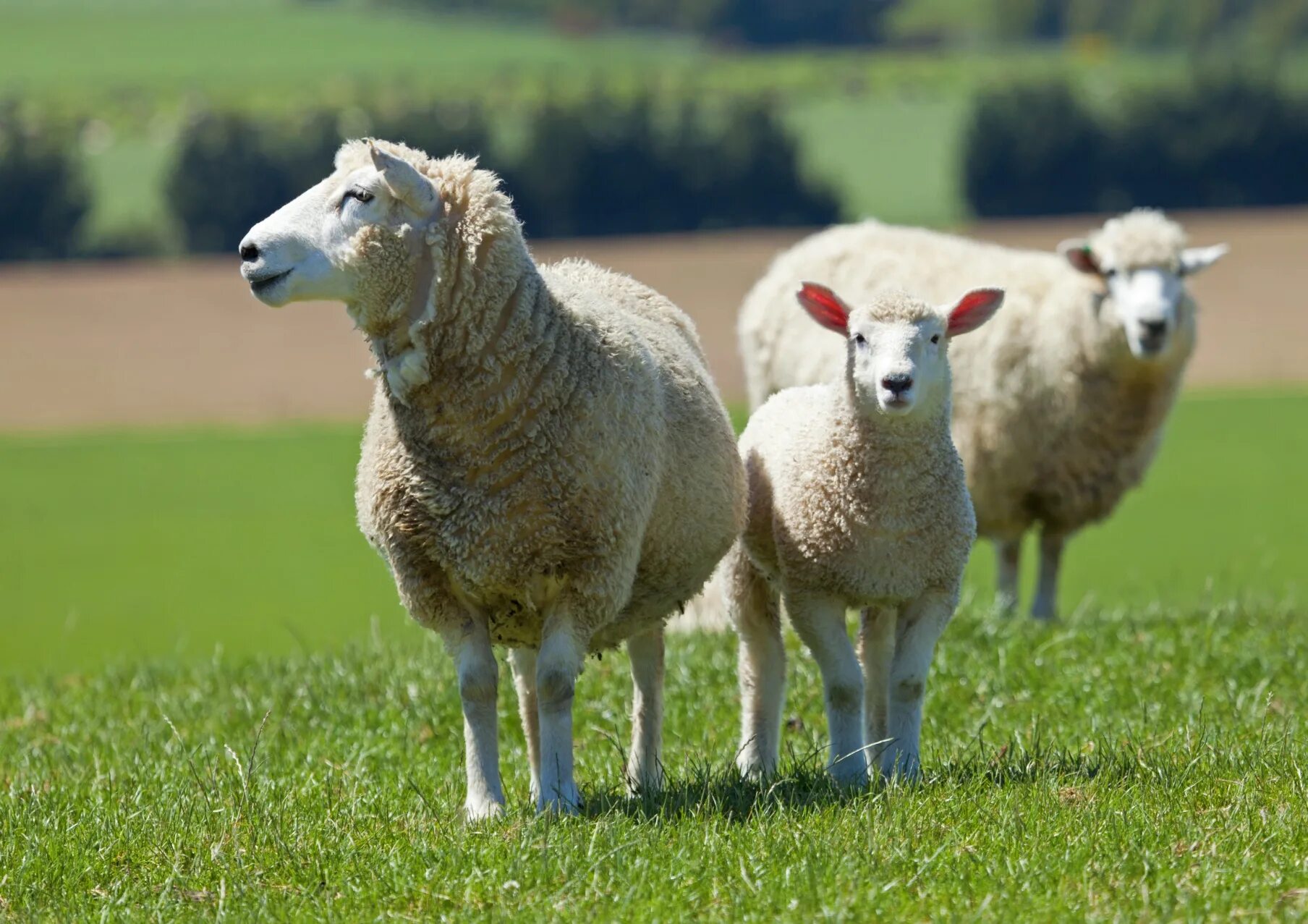 Ярок ягненок. Овца. Овечки пасутся. Ферма овец. Бараны пасутся.