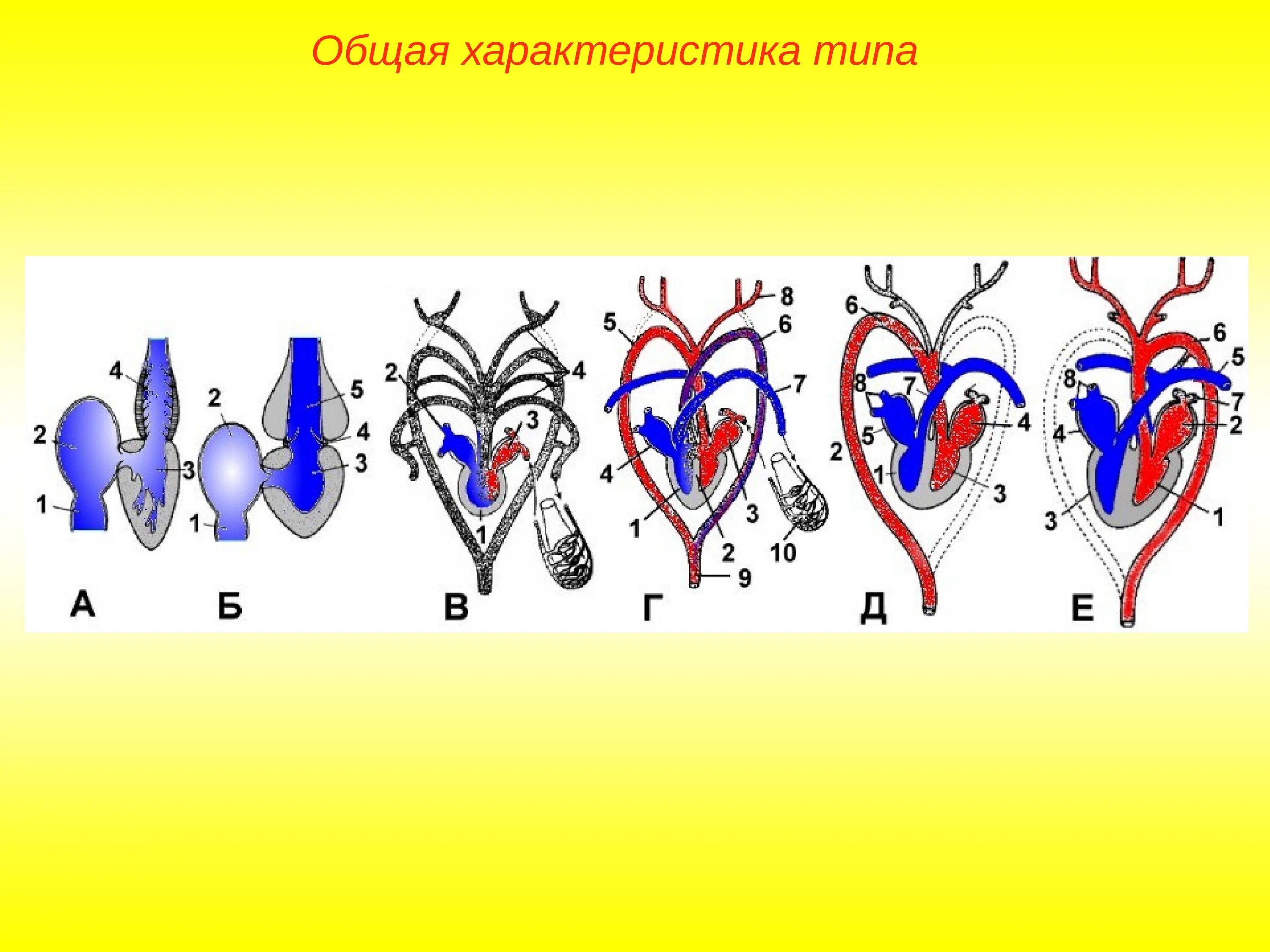 Филогенез кровеносной. Эволюция кровеносной системы у пресмыкающихся. Двухкамерное четырехкамерное сердце. Кровеносная система система позвоночных. Эволюция кровеносной системы у рыб.