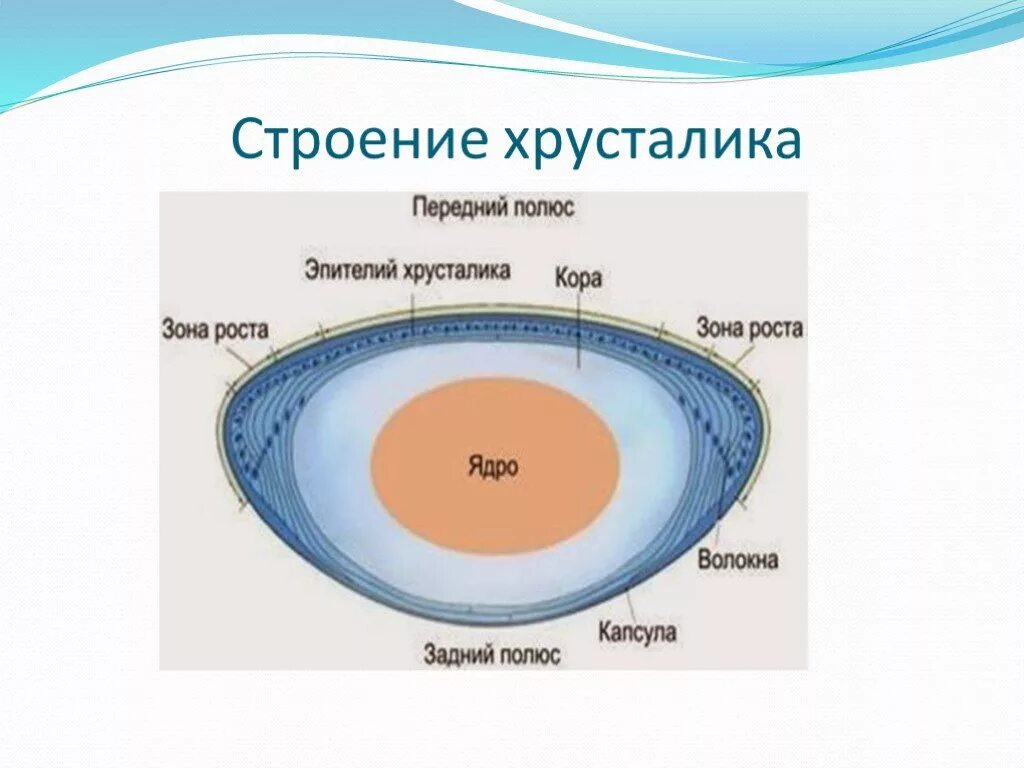 Практическая работа принцип работы хрусталика биология. Строение хрусталика гистология. Схема строения хрусталика гистология. Хрусталик строение анатомия. Послойное строение хрусталика.