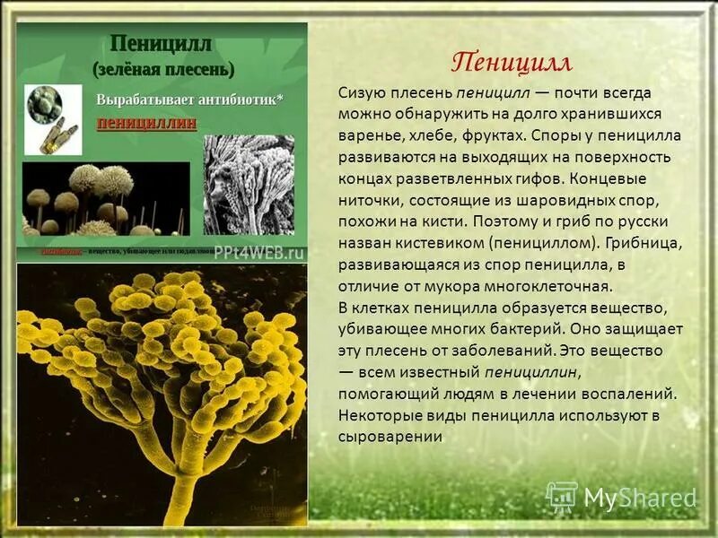 Что такое гриб пеницилл 5 класс биология. Пеницилл гриб описание. Грибница у гриба пенициллин. Пеницилл 5 класс биология. Мукор трутовик