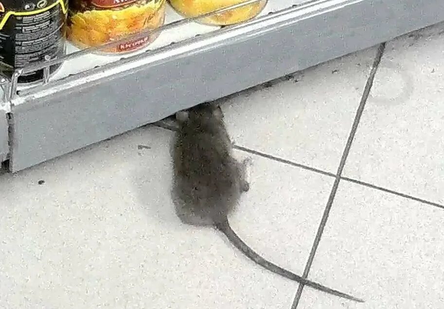 Крыса в магазине. Крыса в магните. Мышь в магазине. Крысы в продуктовых магазинах. Мышки бегают видео для кошек и пищат