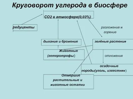Этапы круговорота углерода