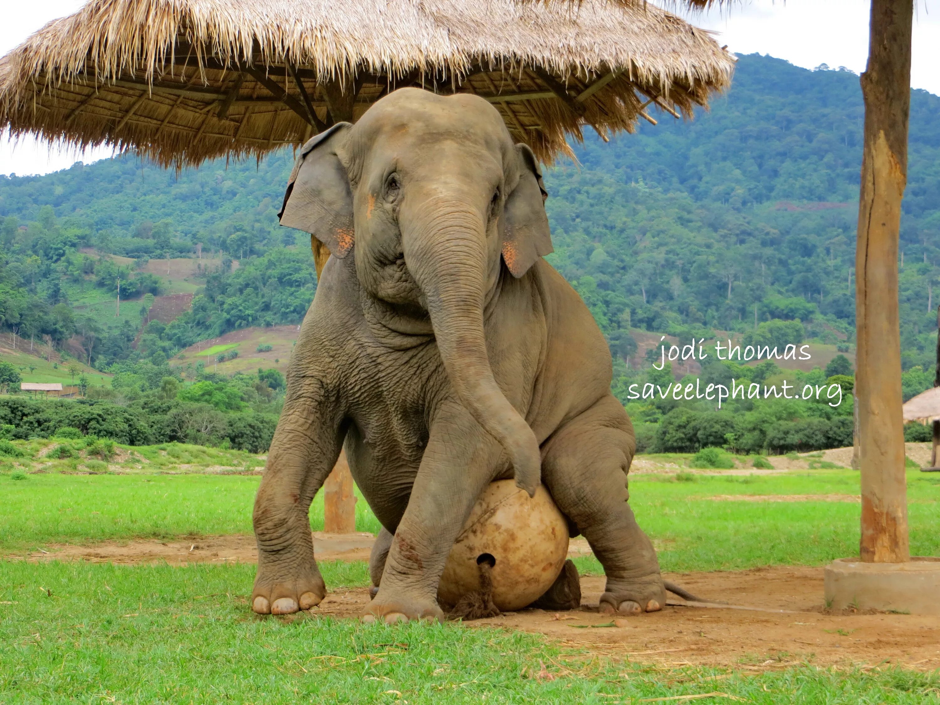 Happy elephant. Слоненок. Слон Тайланд. Ханса слон. Маленький слон.