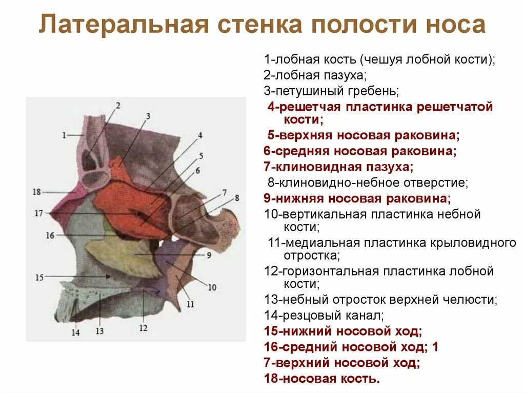 Нижняя стенка чем образована. Строение стенок полости носа. Кости латеральная стенка носовой полости. Скуловая кость черепа. Топография черепа глазница.