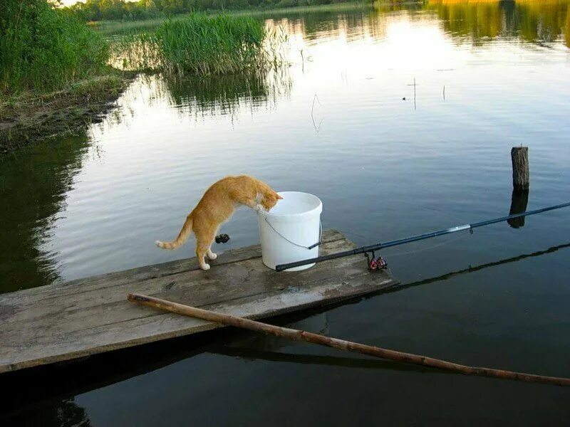 Хорошей рыбалки приколы. Кот ловит рыбу. Кот Рыбак. Ловить рыбу. Кот на рыбалке.