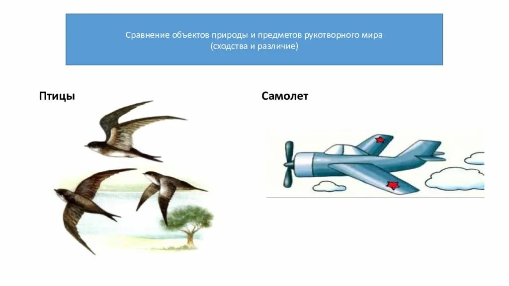 Сходство и различие птиц. Самолет и птица сравнение. Сравни птица и самолёт. Птицы и самолеты сходство.