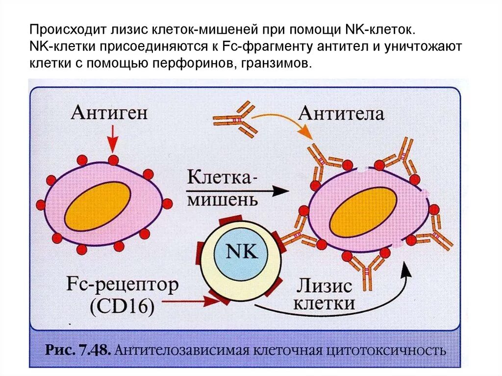 Механизм цитотоксического действия NK-клеток. NK клетки механизм действия. Схема АЗКЦ иммунология. Цитотоксичность NK клеток. Цитотоксические т клетки