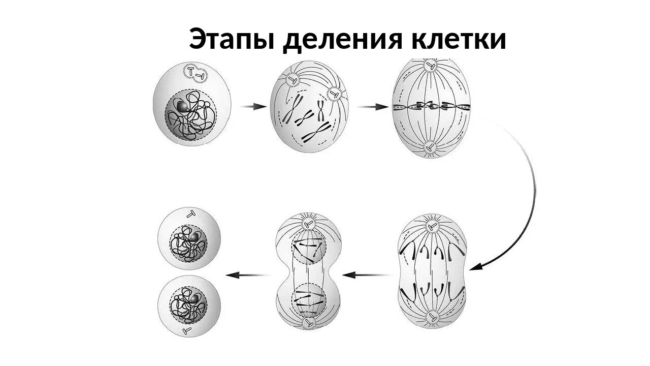 Аппарат деления клетки. Этапы деления клетки митоз. Деление клетки митоз схема. Фазы деления клетки митоз рисунок. Фазы митоза схема.