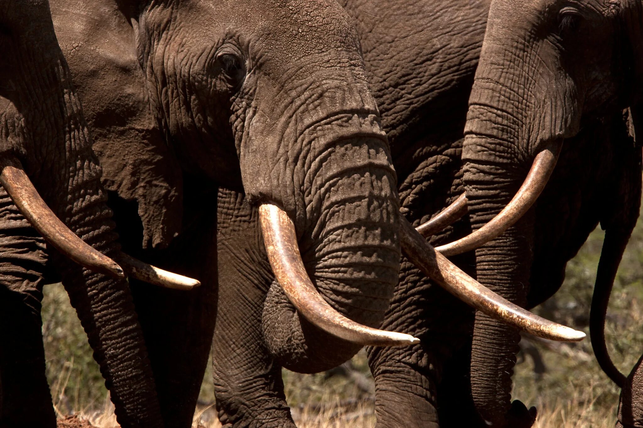 Ivory Elephant. Elephants Mammoths. Tusks. Elephant Tusk. Elephant tusks