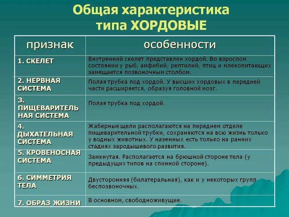 Характеристика хордовых 7 класс биология. Общая характеристика типа Хордовые 7 класс биология таблица. Тип Хордовые общая характеристика. Характеристика типа Хордовые. Относится ли человек к хордовым