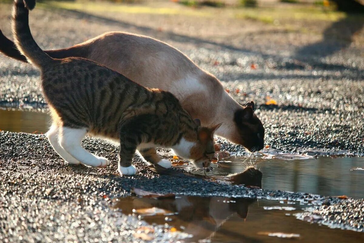 Кот пьет из лужи. Кот в луже. Кошка в луже. Котик пьет воду. Кошка постоянно пьет