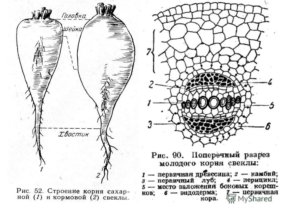 Строение корнеплода. Схема строения корнеплода моркови. Корнеплод свеклы схема. Поперечный срез моркови. Строение корнеплода редиса.
